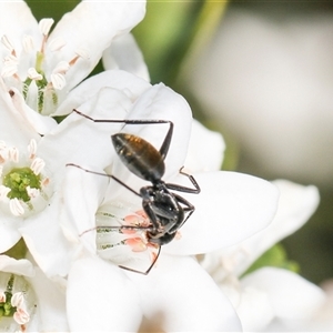 Camponotus aeneopilosus at Higgins, ACT - 10 Sep 2024