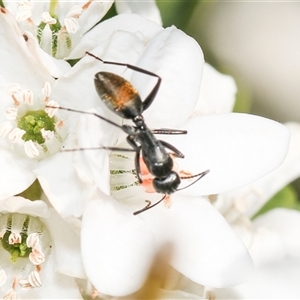 Camponotus aeneopilosus at Higgins, ACT - 10 Sep 2024