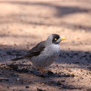 Manorina melanocephala at Wooroonook, VIC - 4 Nov 2024