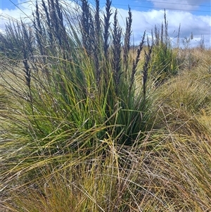 Gahnia grandis at Luina, TAS - 7 Nov 2024