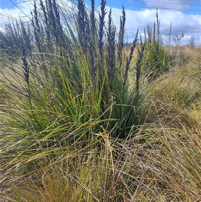 Gahnia grandis (Brickmaker's Sedge, Cutting Grass) at Luina, TAS - 6 Nov 2024 by LyndalT