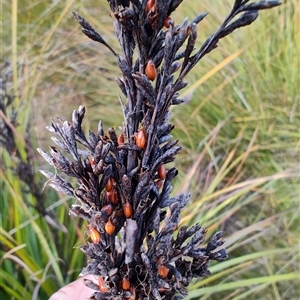 Gahnia grandis at Luina, TAS - 7 Nov 2024