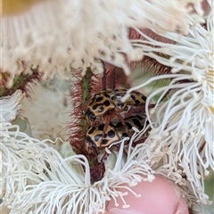 Neorrhina punctata (Spotted flower chafer) at Mount Kembla, NSW - 2 Nov 2024 by BackyardHabitatProject