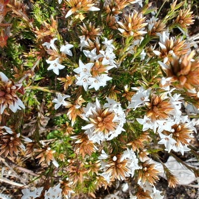 Epacris sp. (Heath) at Guildford, TAS - 6 Nov 2024 by LyndalT