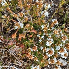 Epacris sp. at Guildford, TAS - 7 Nov 2024