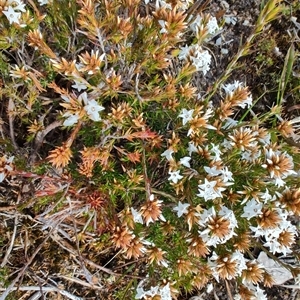 Epacris (genus) at Guildford, TAS - 7 Nov 2024 10:16 AM