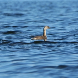 Poliocephalus poliocephalus (Hoary-headed Grebe) at Wooroonook, VIC by MB