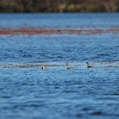 Poliocephalus poliocephalus at Wooroonook, VIC - 4 Nov 2024