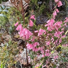 Epacris impressa (Common Heath) at Waratah, TAS - 6 Nov 2024 by LyndalT