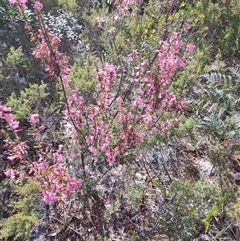 Epacris impressa at Waratah, TAS - 7 Nov 2024