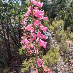 Epacris impressa at Waratah, TAS - 7 Nov 2024