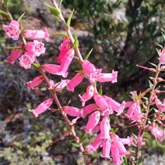 Epacris impressa at Waratah, TAS - 7 Nov 2024