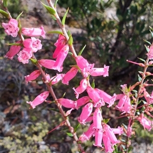 Epacris impressa at Waratah, TAS - 7 Nov 2024