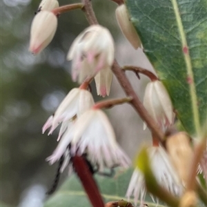 Porrostoma sp. (genus) at Dunbogan, NSW - 9 Nov 2024