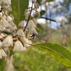 Porrostoma sp. (genus) at Dunbogan, NSW - 9 Nov 2024