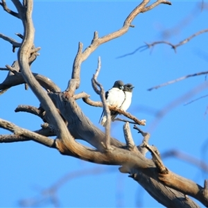 Artamus leucorynchus (White-breasted Woodswallow) at Wooroonook, VIC by MB