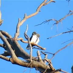 Artamus leucorynchus at Wooroonook, VIC - 4 Nov 2024 07:10 PM