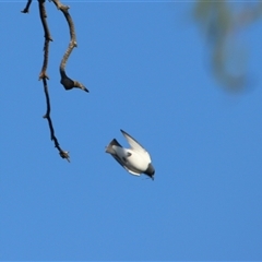 Artamus leucorynchus at Wooroonook, VIC - 4 Nov 2024