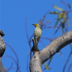 Ptilotula penicillata (White-plumed Honeyeater) at Wooroonook, VIC - 4 Nov 2024 by MB