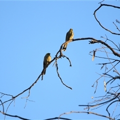 Ptilotula penicillata at Wooroonook, VIC - 4 Nov 2024