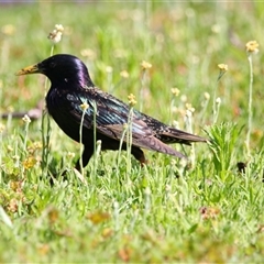 Sturnus vulgaris (Common Starling) at Wooroonook, VIC - 4 Nov 2024 by MB