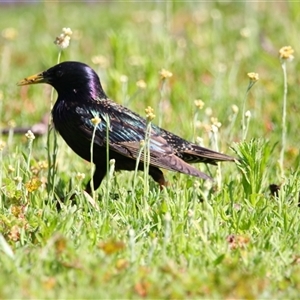 Sturnus vulgaris (Common Starling) at Wooroonook, VIC by MB