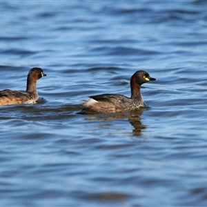 Tachybaptus novaehollandiae (Australasian Grebe) at Wooroonook, VIC by MB