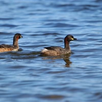 Tachybaptus novaehollandiae (Australasian Grebe) at Wooroonook, VIC - 4 Nov 2024 by MB