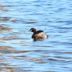 Tachybaptus novaehollandiae at Wooroonook, VIC - 4 Nov 2024