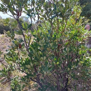 Telopea truncata at Waratah, TAS - 7 Nov 2024