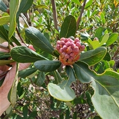 Telopea truncata at Waratah, TAS - 7 Nov 2024