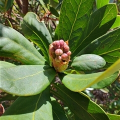 Telopea truncata at Waratah, TAS - 7 Nov 2024