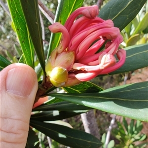 Telopea truncata at Waratah, TAS - 7 Nov 2024