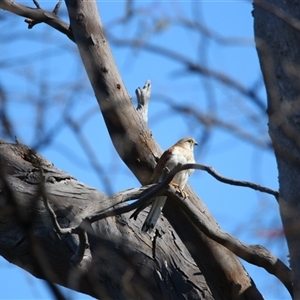 Falco cenchroides (Nankeen Kestrel) at Wooroonook, VIC by MB