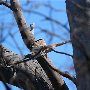 Falco cenchroides at Wooroonook, VIC - 4 Nov 2024