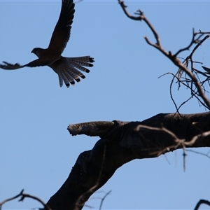 Falco cenchroides at Wooroonook, VIC - 4 Nov 2024