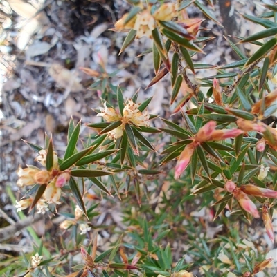 Epacris sp. at Waratah, TAS - 7 Nov 2024 by LyndalT