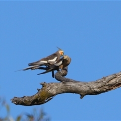 Nymphicus hollandicus (Cockatiel) at Wooroonook, VIC - 4 Nov 2024 by MB