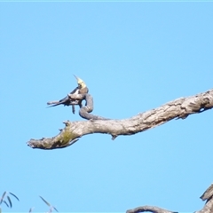 Nymphicus hollandicus at Wooroonook, VIC - 4 Nov 2024