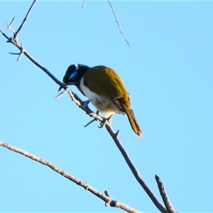 Entomyzon cyanotis (Blue-faced Honeyeater) at Wooroonook, VIC by MB