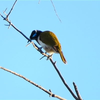 Entomyzon cyanotis (Blue-faced Honeyeater) at Wooroonook, VIC - 4 Nov 2024 by MB