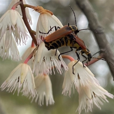 Chauliognathus sp. (genus) (Soldier beetle) at Dunbogan, NSW - 9 Nov 2024 by Nette