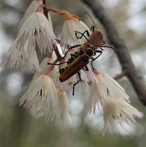 Chauliognathus sp. (genus) at Dunbogan, NSW - 9 Nov 2024