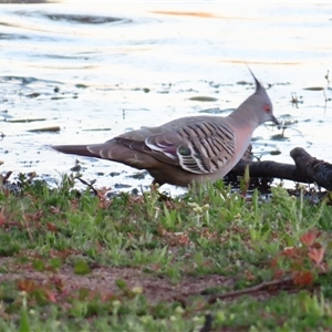 Ocyphaps lophotes (Crested Pigeon) at Wooroonook, VIC by MB