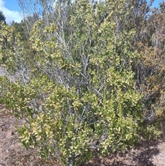 Acacia mucronata at Waratah, TAS - 6 Nov 2024 by LyndalT