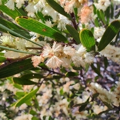 Acacia mucronata at Waratah, TAS - 7 Nov 2024 10:23 AM