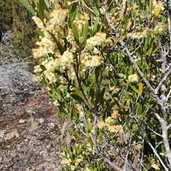 Acacia mucronata at Waratah, TAS - 7 Nov 2024 10:23 AM