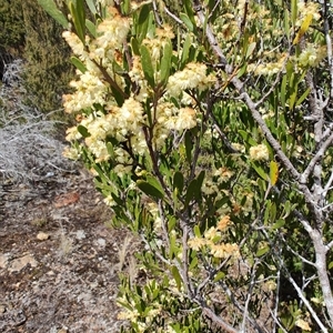 Acacia mucronata at Waratah, TAS - 7 Nov 2024 10:23 AM