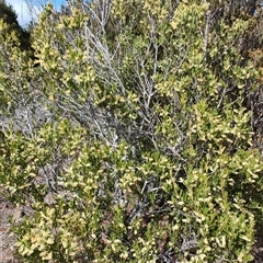 Acacia mucronata at Waratah, TAS - 7 Nov 2024 10:23 AM