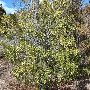 Acacia mucronata at Waratah, TAS - 7 Nov 2024 10:23 AM